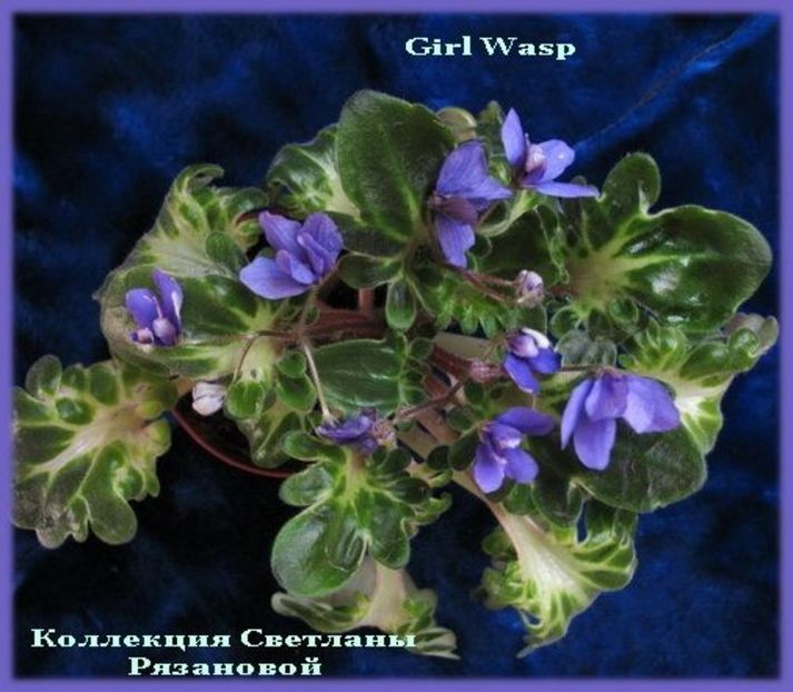 Senk's Girl Wasp - DORINTE
