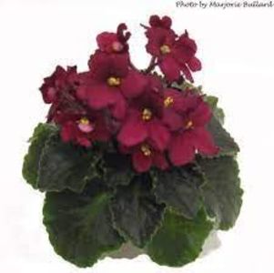 Jolly Red - DORINTE