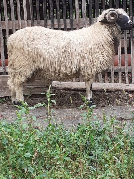 IMG-20210831-WA0016 - Oi 2021