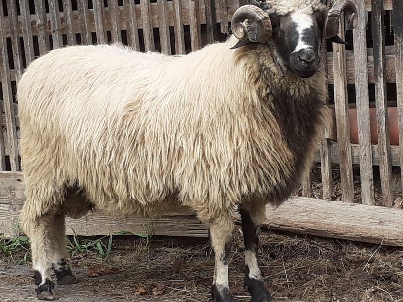 IMG-20210831-WA0009 - Oi 2021