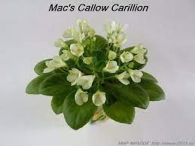 Mac's Callow Carillion - DORINTE