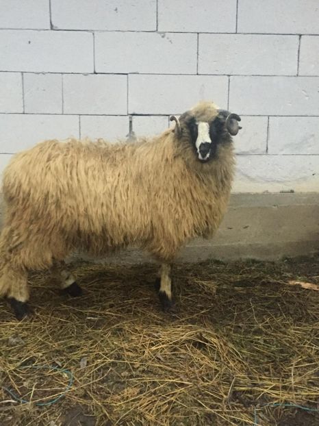 IMG-20201227-WA0001 - Oi 2021