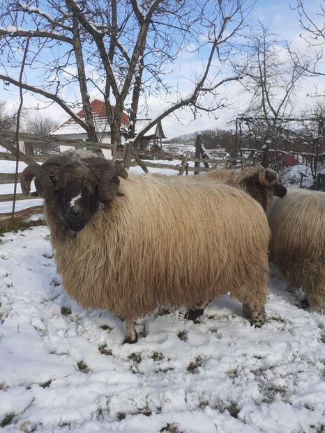 IMG-20210127-WA0009 - Oi 2021