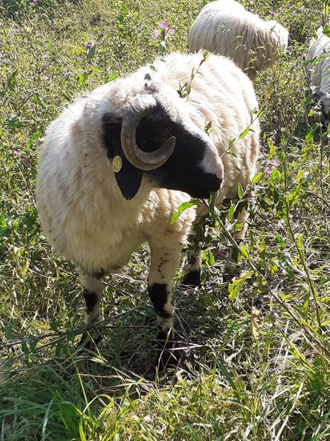 IMG-20210722-WA0003 - Oi 2021