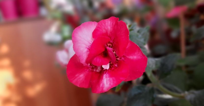 Rebeca Houche - ultima sedinta foto 2021