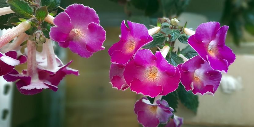 BriDs Gabriela - ultima sedinta foto 2021