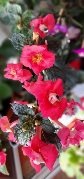 Crispy Red - ultima sedinta foto 2021