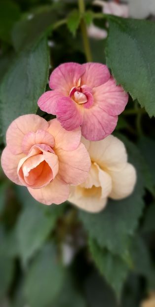 RFs Tropicana - ultima sedinta foto 2021