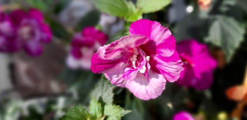 Quee of Lace - ultima sedinta foto 2021