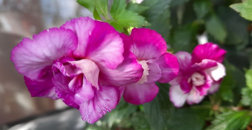 Quee of Lace - ultima sedinta foto 2021