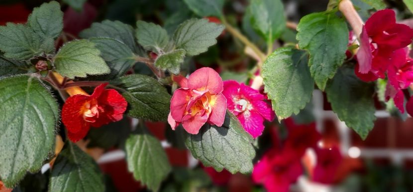  - ultima sedinta foto 2021