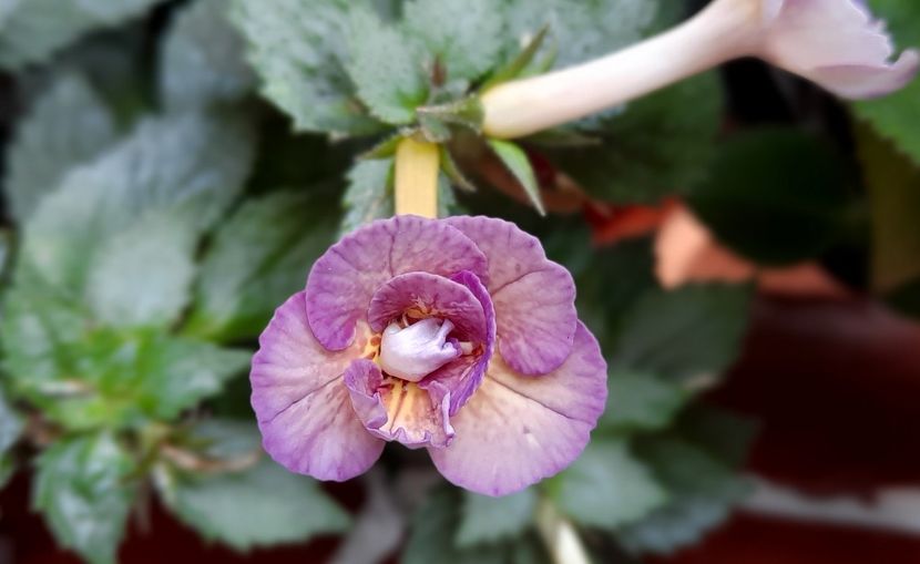 Lena Vera - ultima sedinta foto 2021