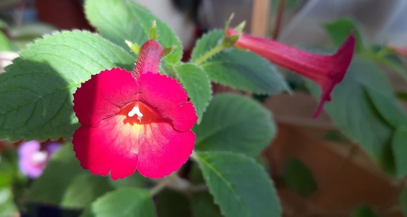 Acel necunoscut de la Moni - ultima sedinta foto 2021