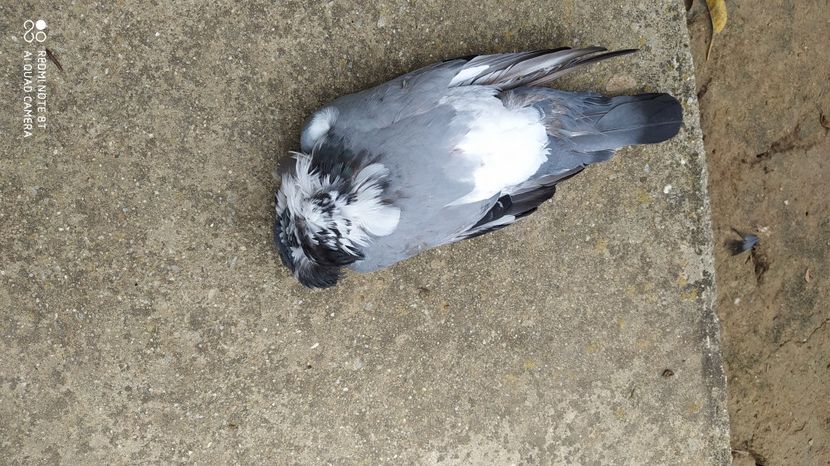  - Gutana Vânătă leftata dela Marin din Ionesti