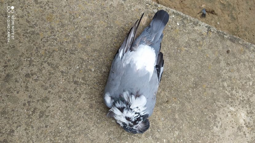  - Gutana Vânătă leftata dela Marin din Ionesti