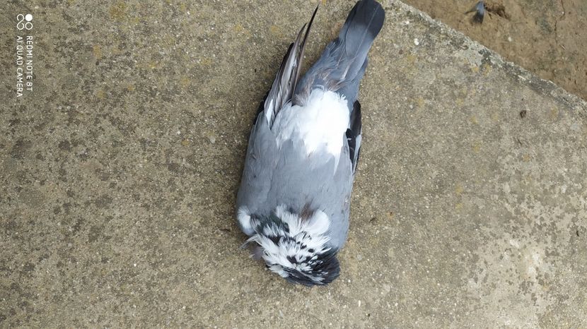  - Gutana Vânătă leftata dela Marin din Ionesti