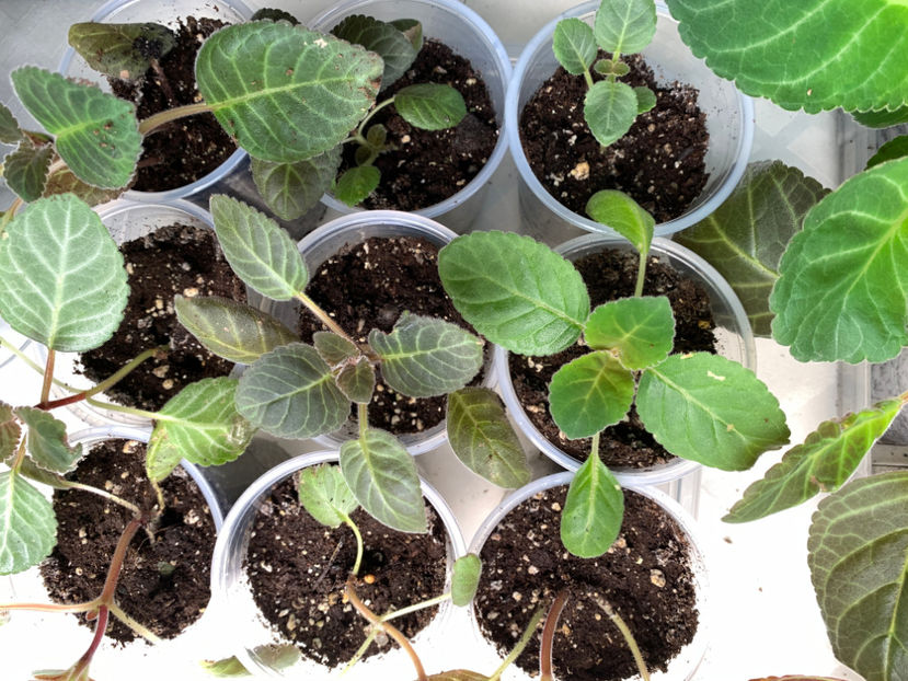  - Gloxinia 2021