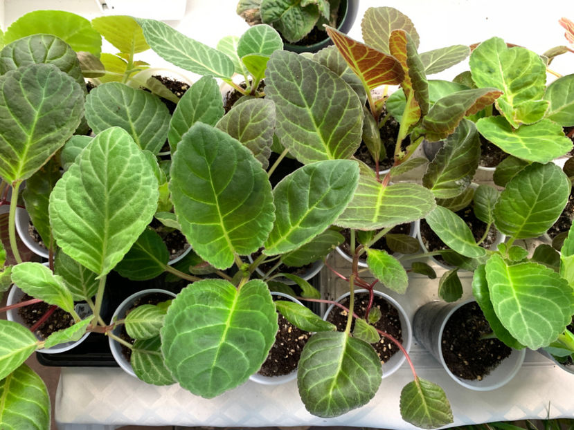  - Gloxinia 2021