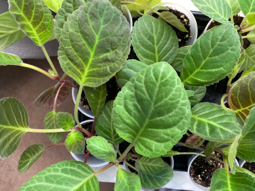  - Gloxinia 2021