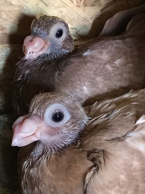 77AC0EDF-CD89-4CE2-BA6C-6382DFBA6817 - Tineret 2021