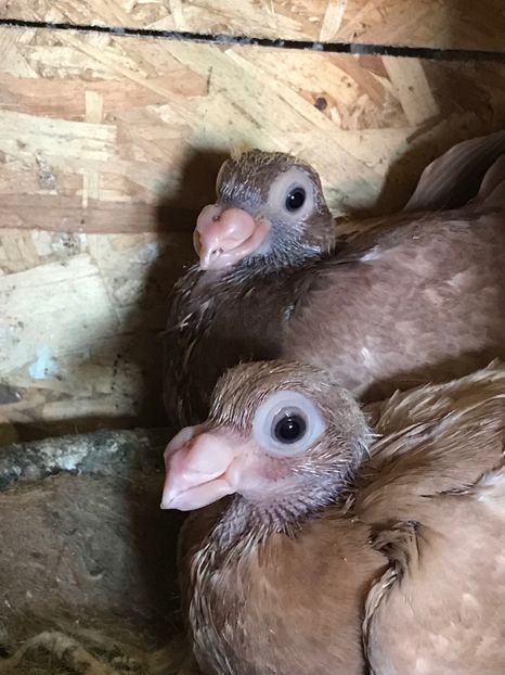 B34E1B9B-77E6-42AD-93C0-C0A613DEC974 - Tineret 2021