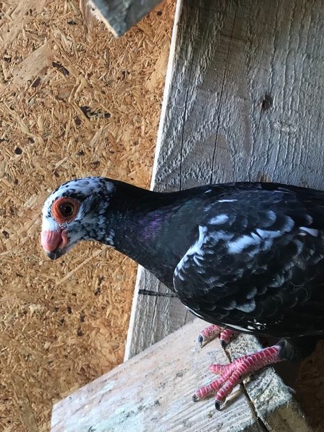 BFAD6337-6617-4BF4-9C1B-F5370CBC1E5B - Tineret 2021