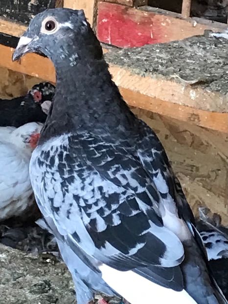 048E7930-747D-4342-A977-73E36EAF8706 - VOIAJORI JAN AARDEN KUIF