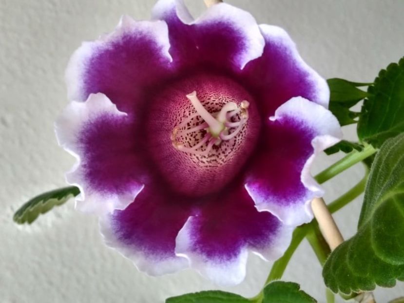 37a - Gloxinia din seminte 2020-2021