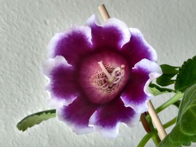 37b - Gloxinia din seminte 2020-2021