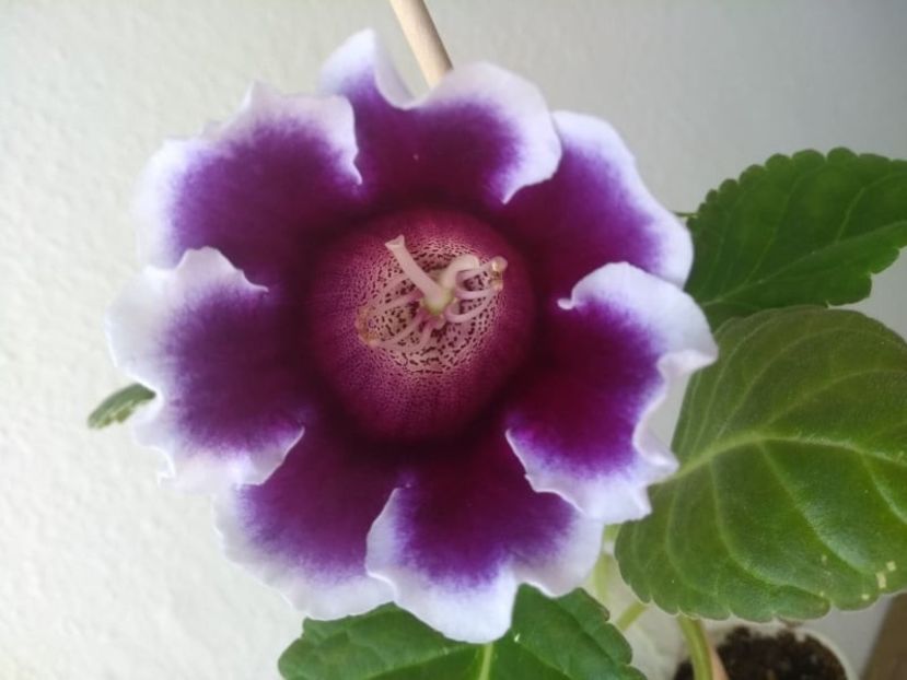 37c - Gloxinia din seminte 2020-2021