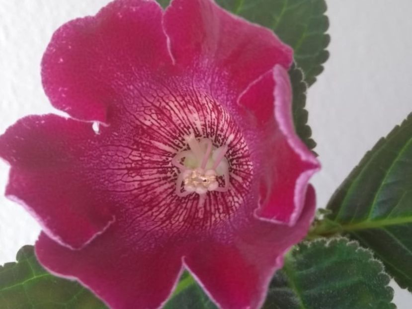 38c - Gloxinia din seminte 2020-2021
