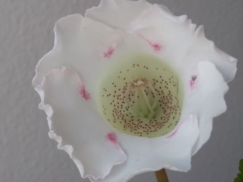 39a - Gloxinia din seminte 2020-2021