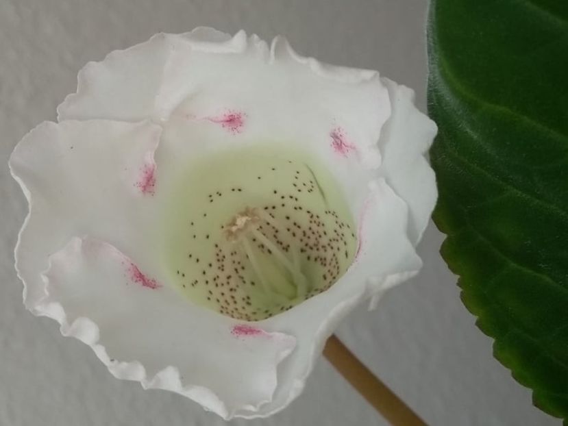 39c - Gloxinia din seminte 2020-2021