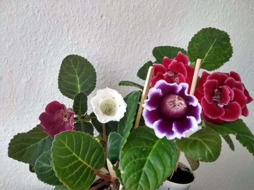  - Gloxinia din seminte 2020-2021