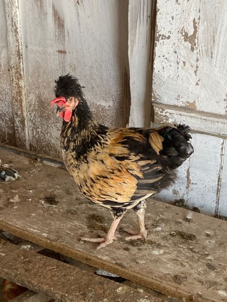 227BA158-A300-43F9-8983-8D4252E6B50F - Puisori 2021