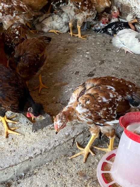 1E92D47C-D741-41B9-9E8C-B42AE10F7CD9 - Puisori 2021