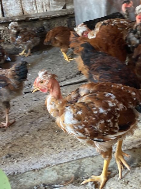 D6A23579-B2ED-4D31-A0FD-A08E78C93185 - Puisori 2021