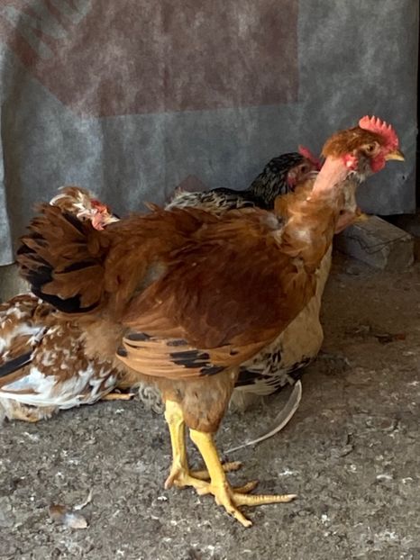 CD4F7614-065B-42BC-9FD2-EC334C41C4B7 - Puisori 2021