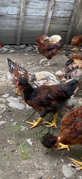 FD94027A-9B0C-40A0-9017-58C322121911 - Puisori 2021