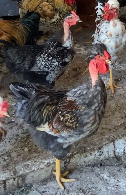 A1F9F523-838D-48D9-AA29-E1B300BCE173 - Puisori 2021