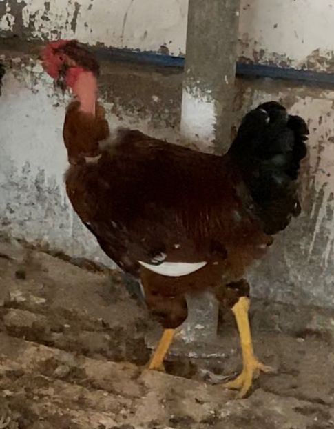 D20A96C4-2A84-404F-A87E-2AE397B3DF0F - Puisori 2021