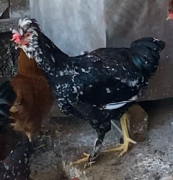 DBB490F5-3F32-426F-B8A4-AC32052A260A - Puisori 2021