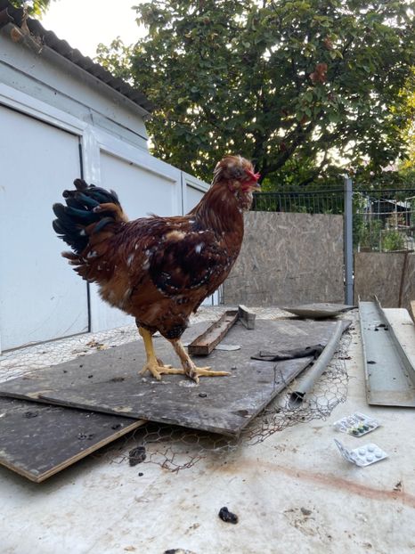 A36917D6-16BE-4557-B326-B279985C861D - Puisori 2021