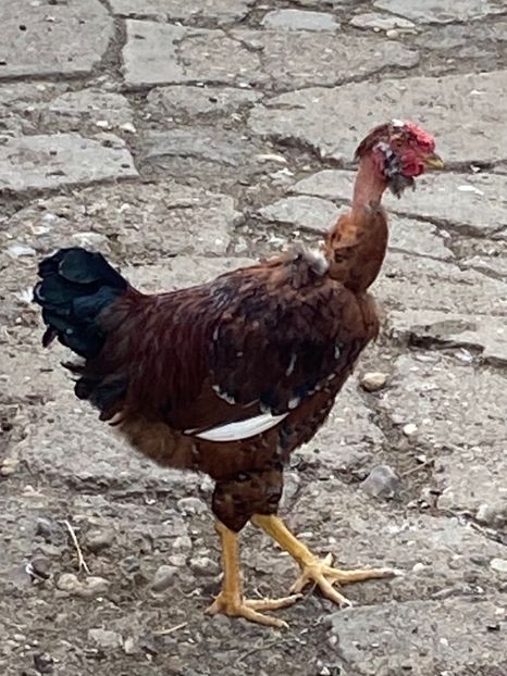 4F784D8E-ADE1-4C11-ADA2-4A164CB15B1A - Puisori 2021