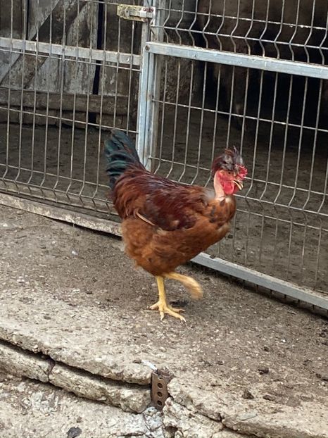 66E37EFF-B505-4312-8044-FDB53873E1C2 - Puisori 2021