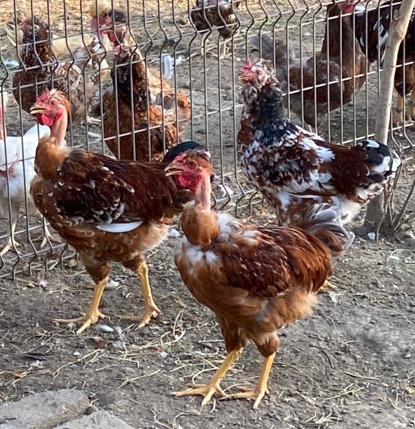 F5AC7B30-FAD5-4822-B7FB-A57F1FE92017 - Puisori 2021