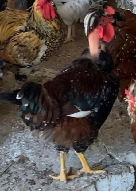 069DD8E3-7FEE-4305-812F-B0549CD87F53 - Puisori 2021