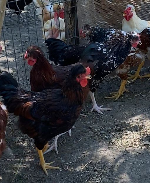 3BB787C7-7E0F-476C-98FE-F9AF0F11E342 - Puisori 2021