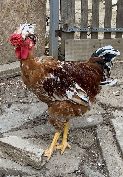 B015F6C2-2586-4CAB-B8F7-A44205C5A05D - Puisori 2021