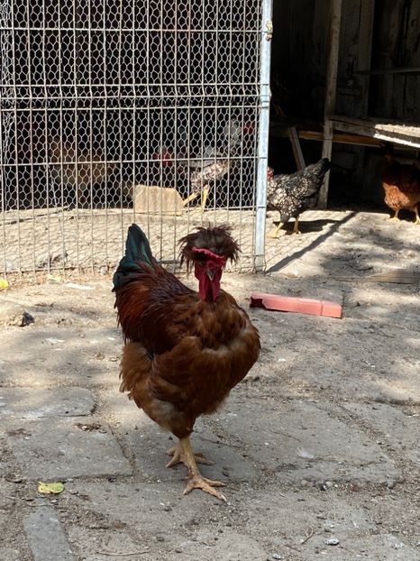 588DCA00-B017-42E3-BA93-6DEB9EE8CE49 - Puisori 2021